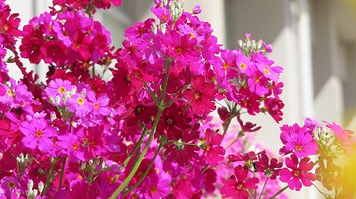IMG_8212
