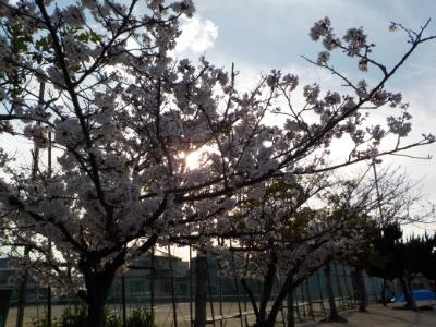 逆光の桜