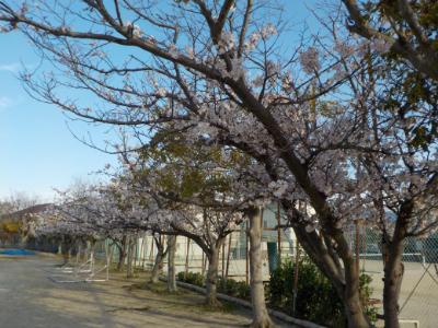 つぼみの桜