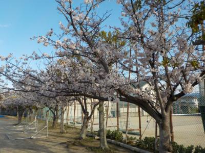 グラウンドの桜